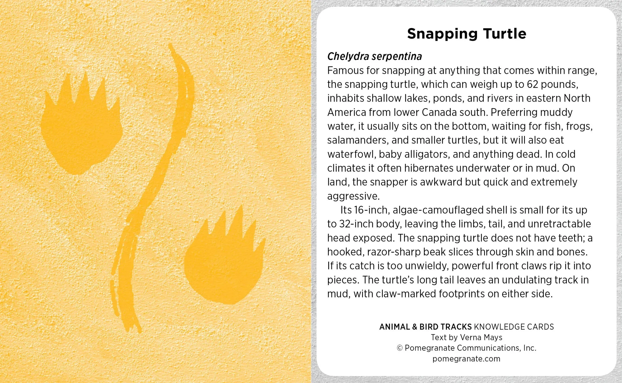 Animal and Bird Tracks Knowledge Deck