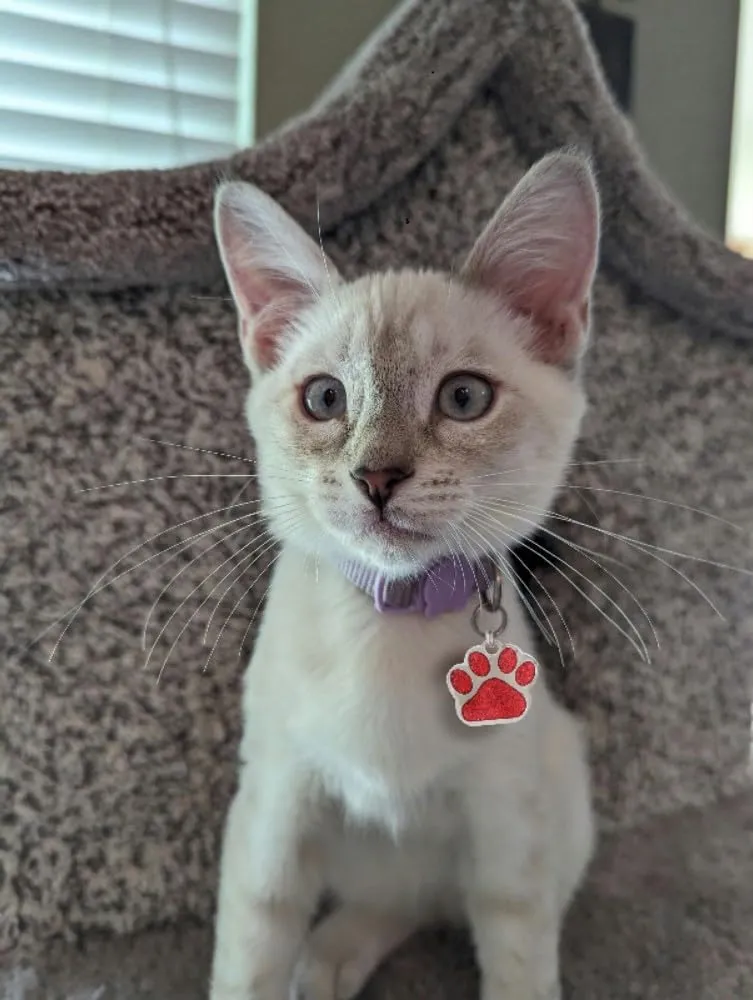 Pet ID Tags, Personalized Dog Tags and Cat Tags, Custom Engraved, Easy to Read, Cute Glitter Paw Pet Tag (Glitter Blue)