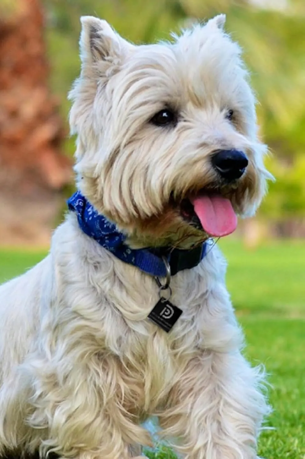 Ultra Lightweight Pet ID Tag for Small Dogs & Cats  Online Pet Profile, Instant Profile Access, & Scan Location Alerts (Square Black)